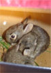 Baby bunnies found in Brookfield, IL.